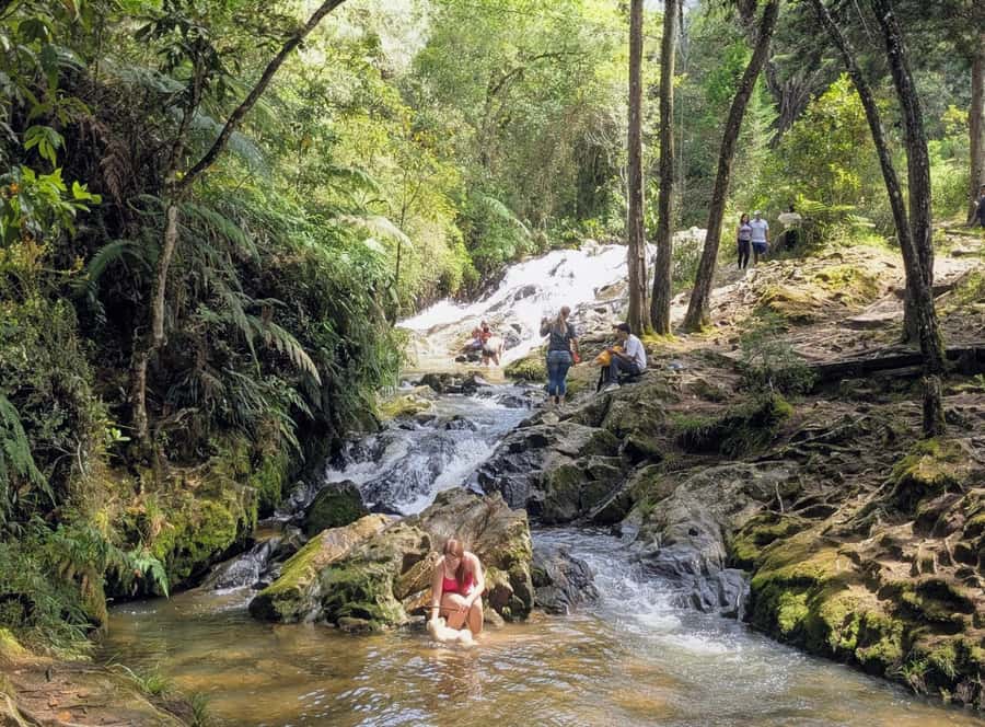 Arvi Park Walking tour and city views from Metrocable. - Into Arví Tropical Forest: Trails, Mushrooms, and Wildlife