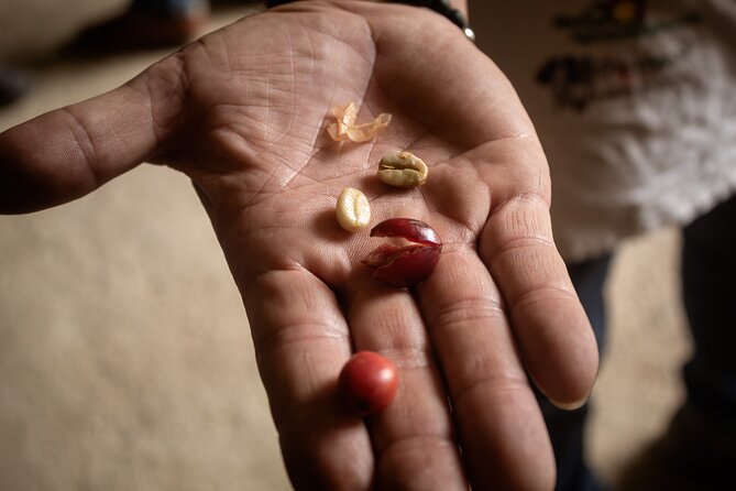Best Coffee Tour from Medellin with Lunch and Transportation - Should You Book This Medellín Coffee Tour?