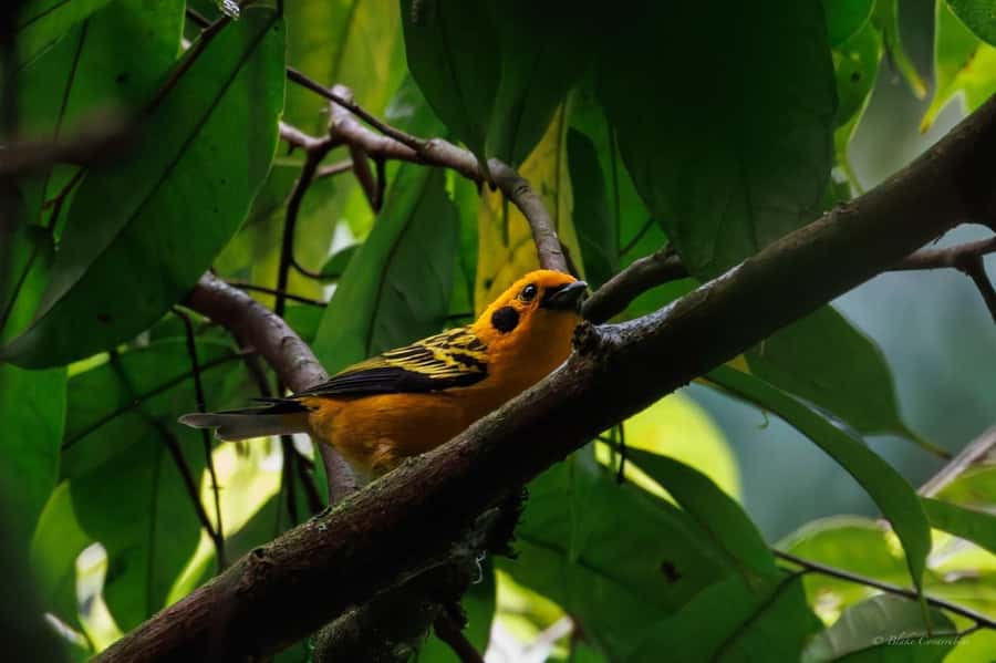 Birding Medellin with expert bird-watcher (Private) - Medellín birding, without the city noise