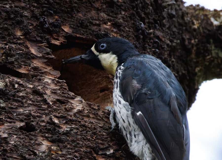 Birding Medellin with expert bird-watcher (Private) - Parque Ecológico La Romera: where your ears do half the work