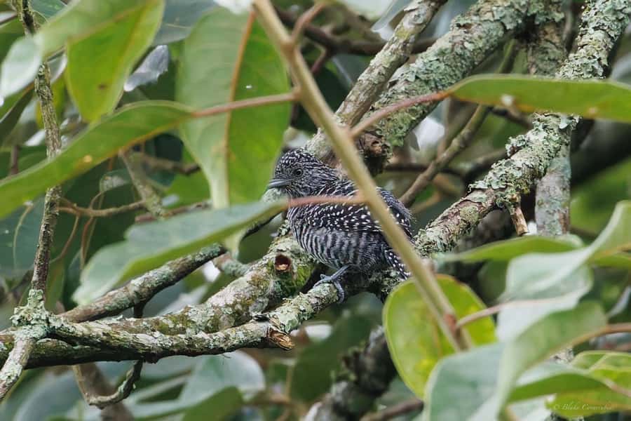 Birding Medellin with expert bird-watcher (Private) - How the guide finds birds: sight, sound, and practical tech