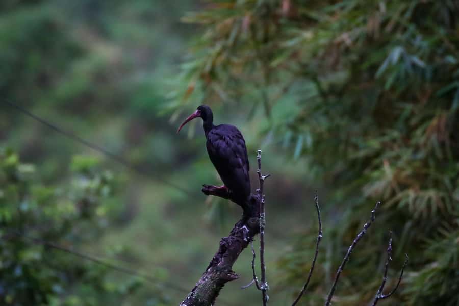 Birding Medellin with expert bird-watcher (Private) - What you might see in 6 hours (and why the count varies)