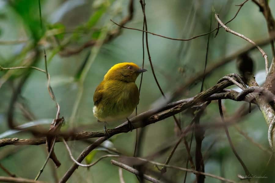 Birding Medellin with expert bird-watcher (Private) - Pace, terrain, and weather: the gear checklist that actually matters