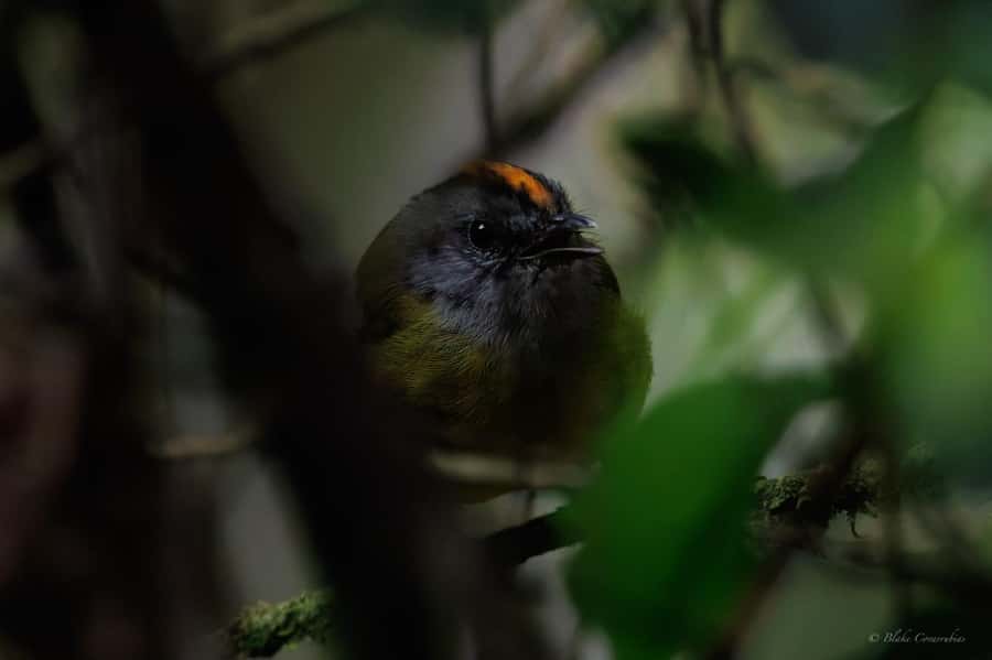 Birding Medellin with expert bird-watcher (Private) - Binoculars and optional private transport for an easier start