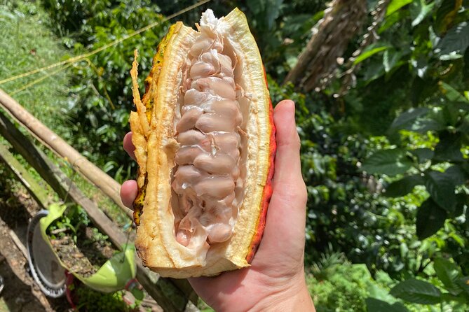 Chocolate tour near Medellin - A Hands-On Chocolate Day North of Medellín (Not a Sit-Through Tasting)
