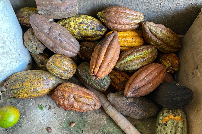 Chocolate tour near Medellin - Copacabana Family Cocoa Farm: From Pod to the Real Chocolate Journey