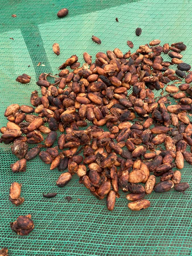 Chocolate tour near the Medellín - The Hands-on Bean-to-Bar Workshop: What You’ll Do