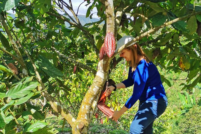 Coffee & Chocolate Private Tour in Medellin: Genuine Experience - From El Poblado or Laureles to real working farms