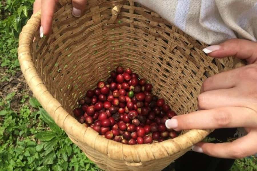 Coffee Tour from Medellin with Lunch and Coffee Tasting - Why San Sebastián de Palmitas Feels Like a Real Coffee Day