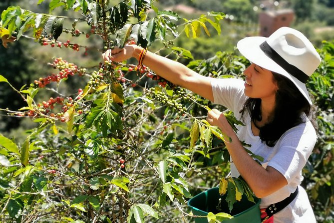 Coffee Tour in the Beautiful Jardin Town: Adventure in the Andes - From Medellín to the Antioquia Coffee Region: The Long Scenic Drive