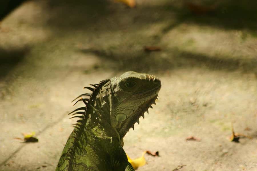 From Medellin; (All-In) The Real Horseback Ranch Experience - Wildlife ethics: how to watch without getting in the way