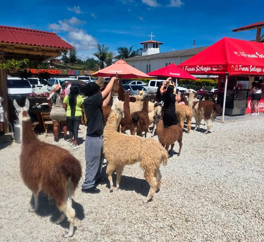 From Medellin: Guatapé & Peñol Rock with Boat & farm animals - Key highlights to look for