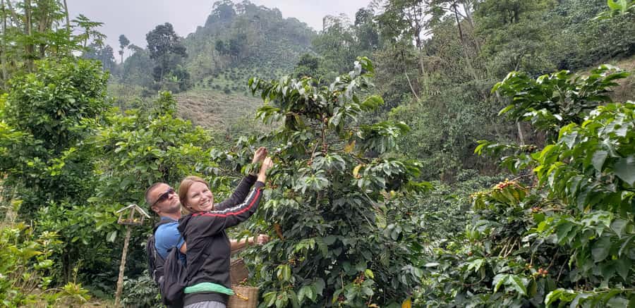 From Medellin: Private Envigado Coffee Tour with Tastings - Tasting and bean picking: the hands-on part that makes it stick