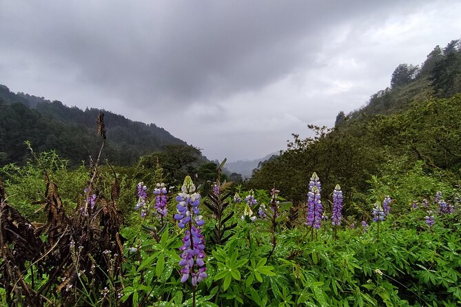 Hiking Mountains and Magical Forests - The trail experience: no markings, steep sections, and a reason to bring poles