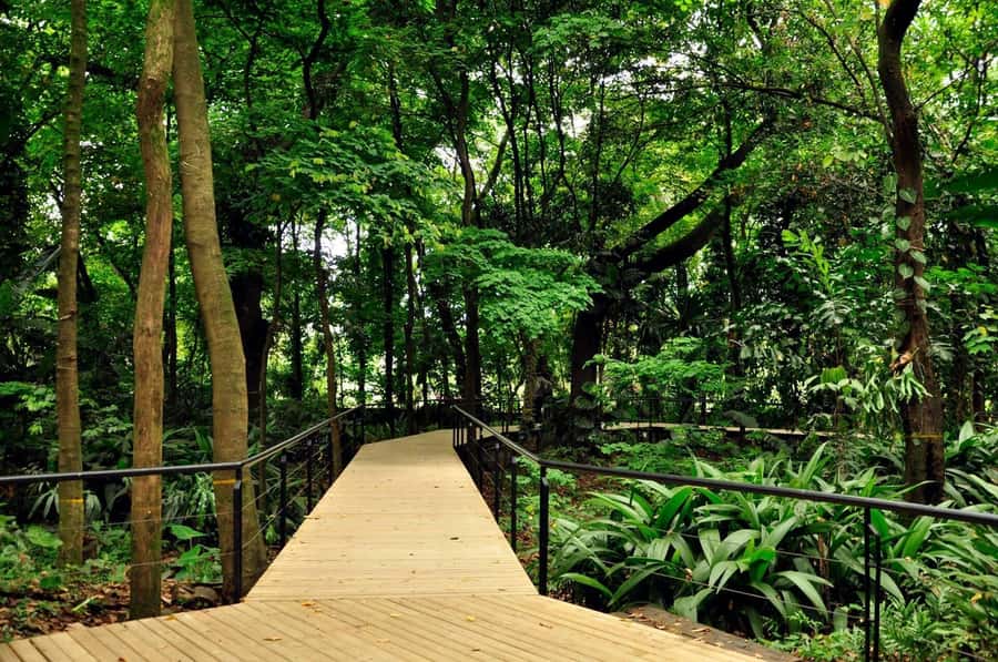 Medellín: Botanical Garden and Arvi Park City Tour - Medellín in one day: Botanical Garden plus Arví trails