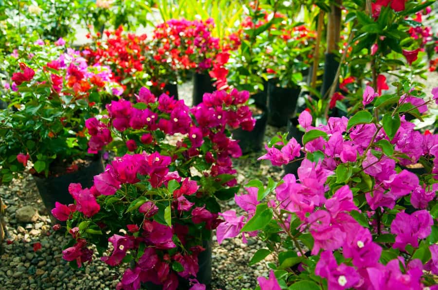 Medellín: Botanical Garden and Arvi Park City Tour - Metrocable ride: the views are the point
