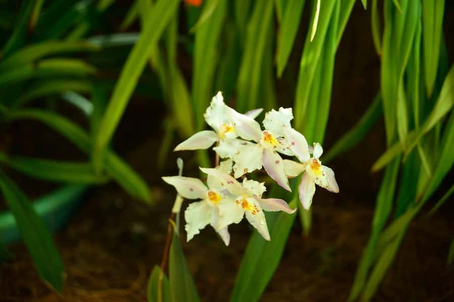 Medellín: Botanical Garden and Arvi Park City Tour - Value and costs: is $85 a good deal?