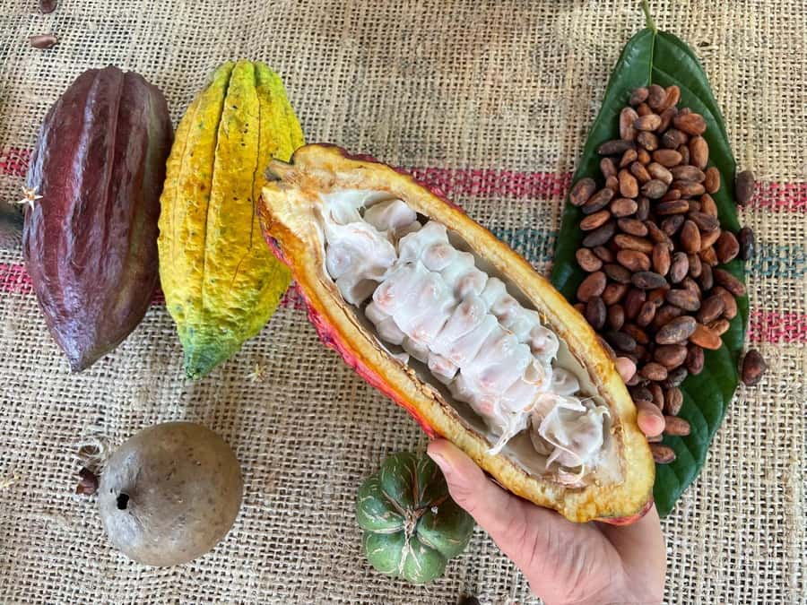 Medellín: Chocolate Tour & Exfoliation in beautiful river - Key highlights at a glance