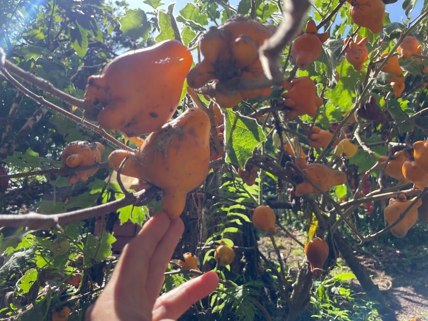 Medellín: Chocolate Tour & Exfoliation in beautiful river - Should you book this Medellín chocolate and cacao tour?