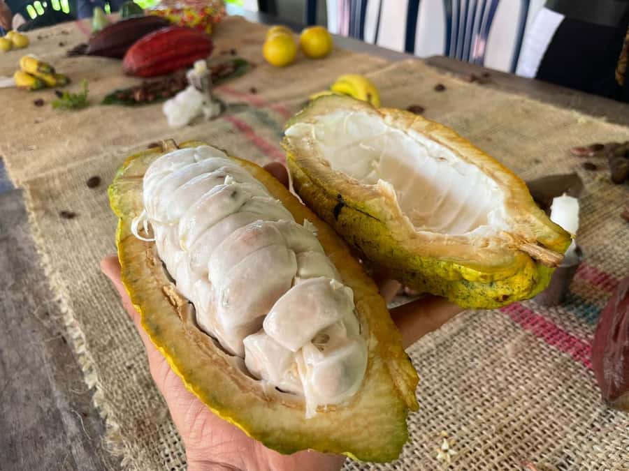 Medellín: Chocolate Tour & Exfoliation in beautiful river - Making your own chocolate bar: the souvenir that feels earned