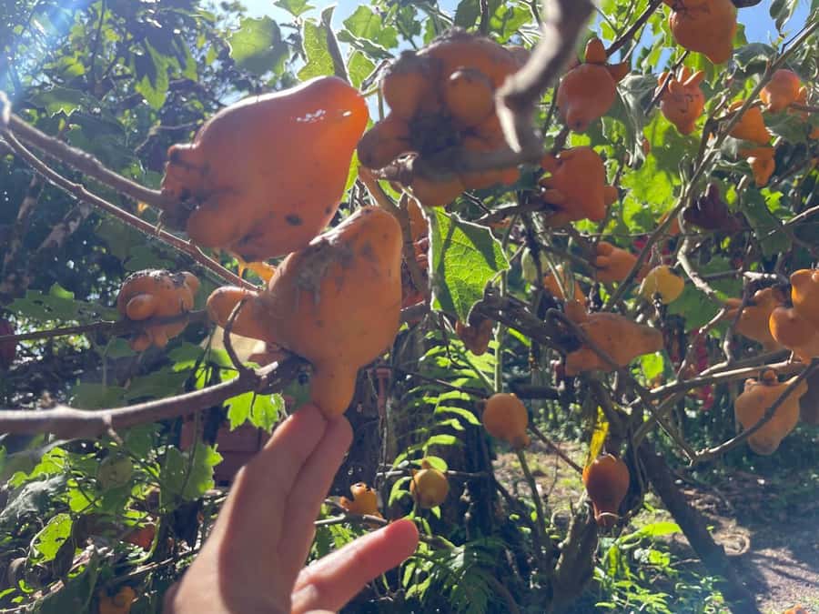 Medellín: Chocolate Tour & Exfoliation in beautiful river - Who this tour suits best (and who should think twice)