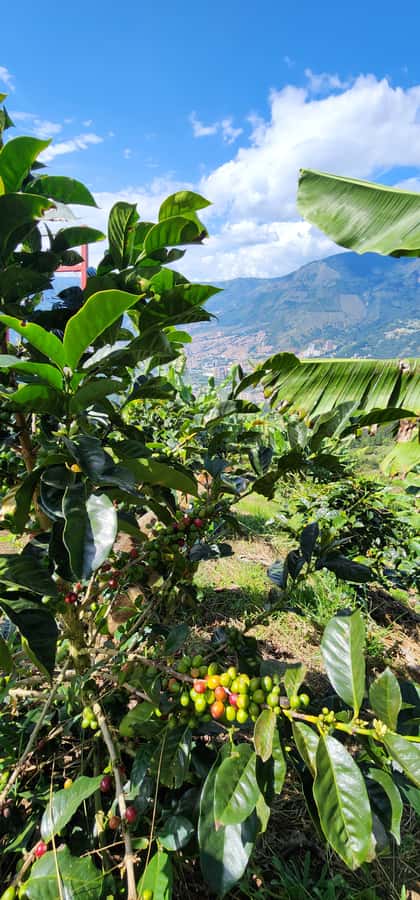 Medellin: Coffee Farm Tour & Spa with Overnight Glamping - Getting to Parque Arví and back: funicular reality check