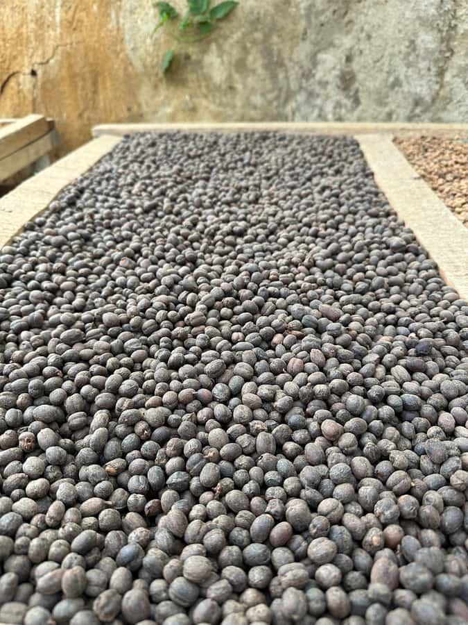 Medellín Coffee Farm Tour with Trolley and Cable Car Ride - Quick hits before you ride