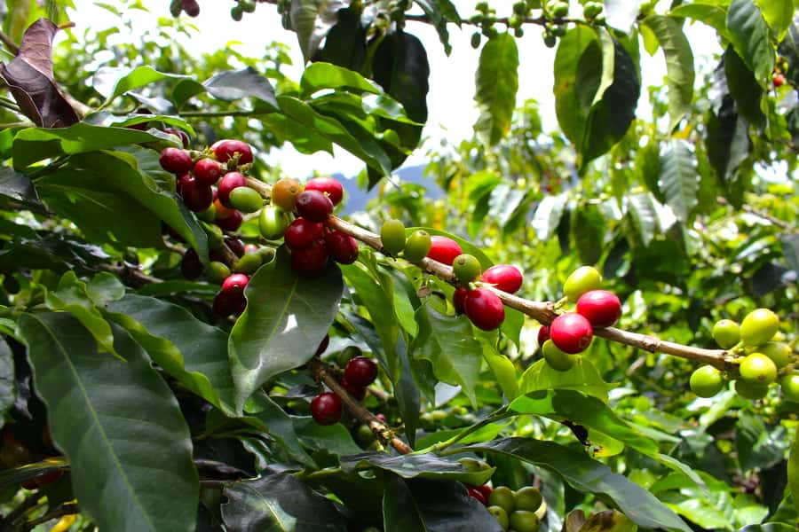 Medellín Coffee Farm Tour with Trolley and Cable Car Ride - Coffee tasting: what you’ll notice once you know the process
