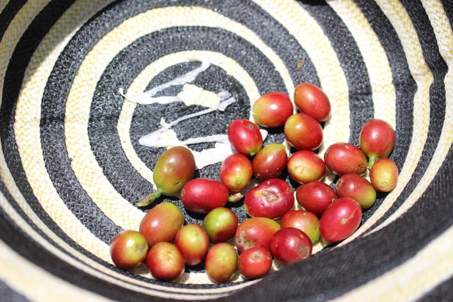 Medellin: Coffee Tour with Hotel Transfers and Meals - Fiambre paisa lunch at Casagrande: food with real mountain views