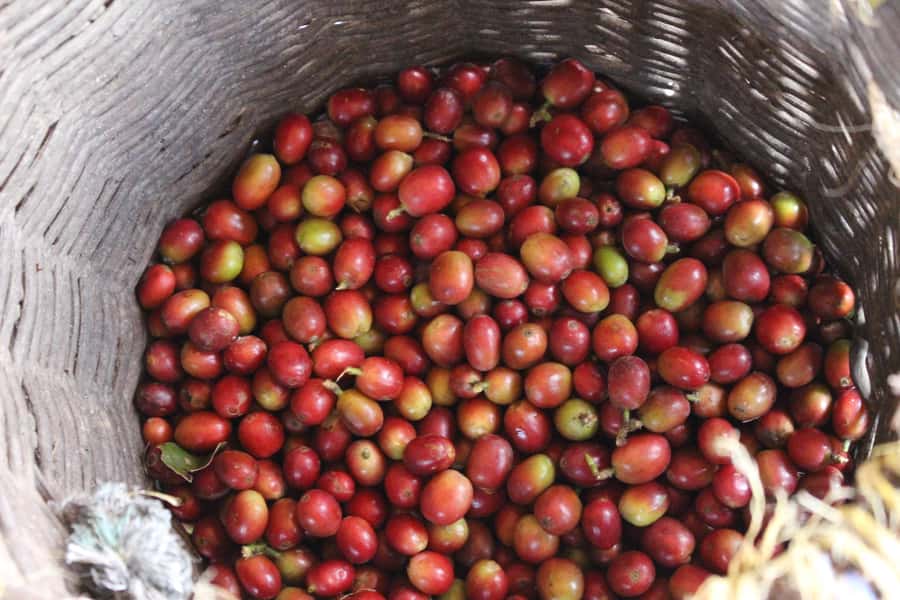 Medellin: Coffee Tour with Hotel Transfers and Meals - Plátano calado con quesito dessert plus snacks: the sweet finish