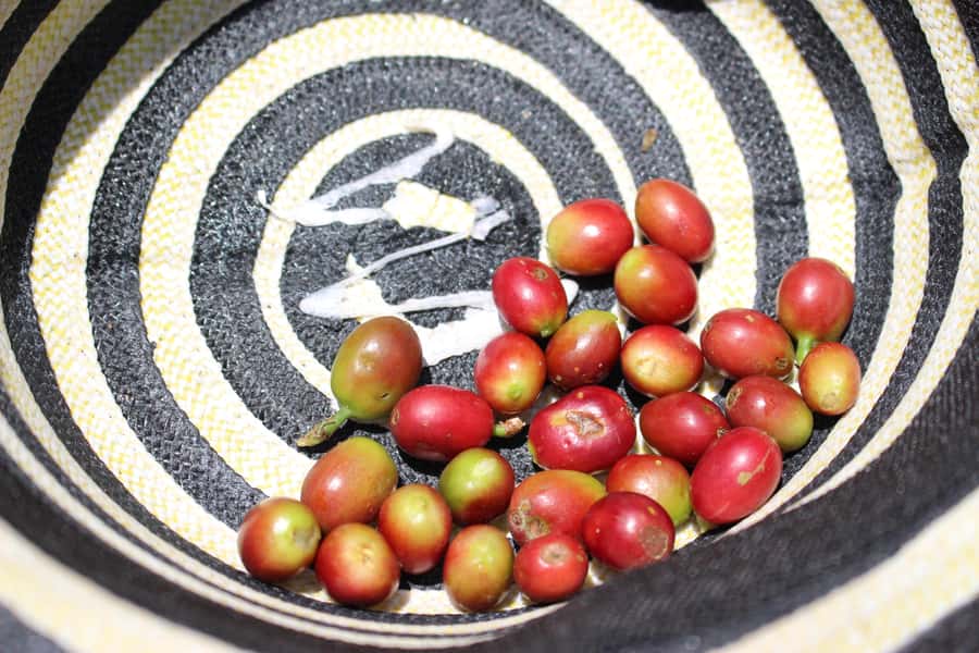 Medellin: Coffee Tour with Hotel Transfers and Meals - Horseback riding: fun extra cost, but plan for the steep parts first