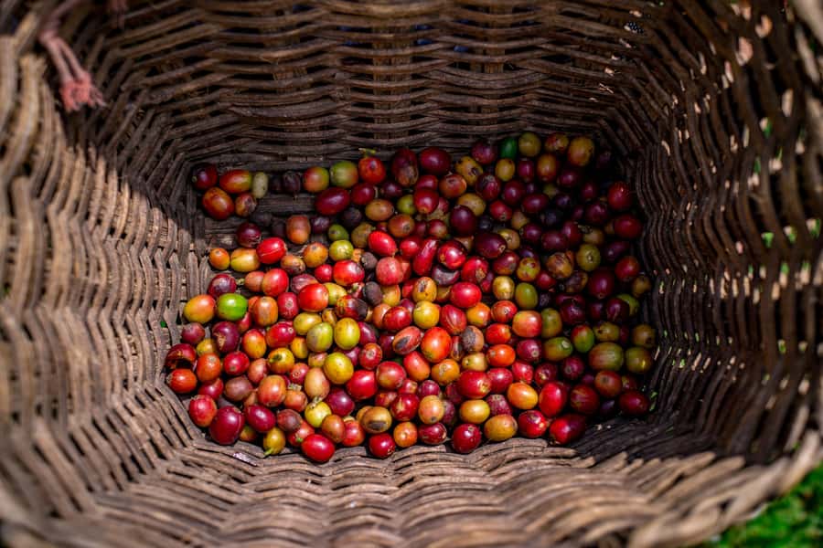 Medellin: Coffee Tour with Transport, Snacks and Tastings - Key things that make this coffee tour worth your time
