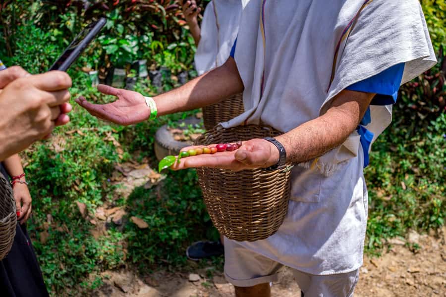 Medellin: Coffee Tour with Transport, Snacks and Tastings - Medellín to D’Arrieros Coffee Farm: the easiest way to get out of the city