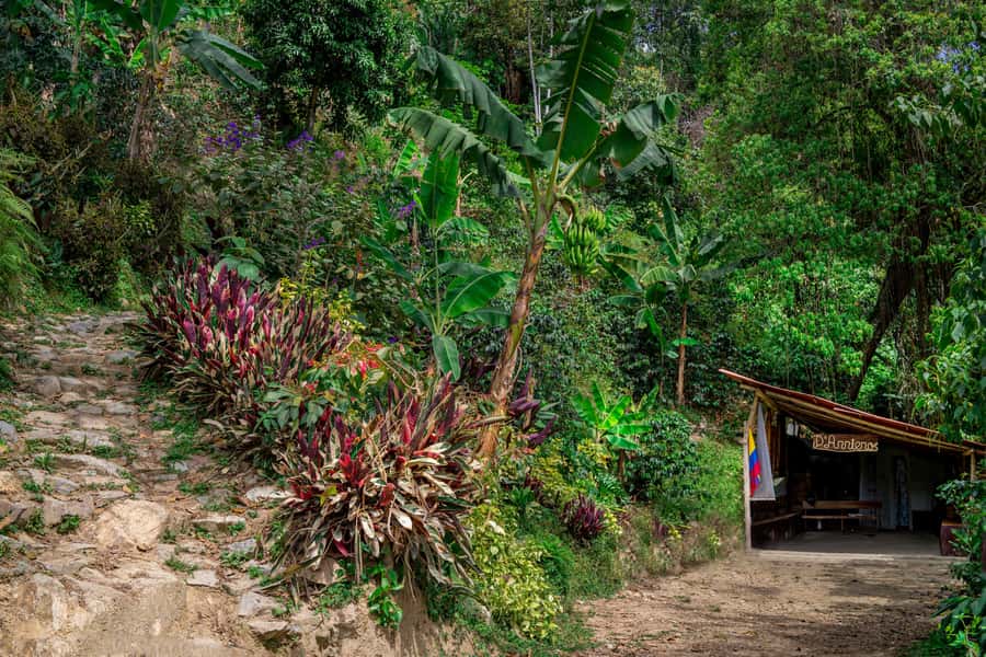 Medellin: Coffee Tour with Transport, Snacks and Tastings - Tastings that go beyond coffee: mucilage frappé, husk tea, honey and cherry