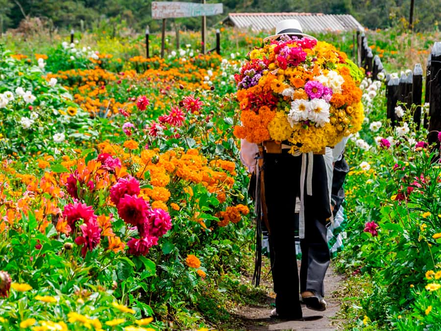 Medellín: Flower Farm & Silletero History Tour - Getting Out of Medellín Fast: The Santa Elena Countryside Ride