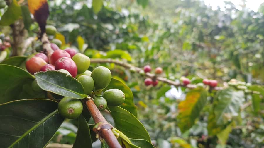 Medellin: Guatape, El Peñol Coffee Farm Private Tour & Fruit - Key Takeaways Before You Go