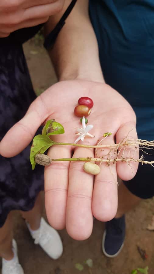 Medellin: Guatape, El Peñol Coffee Farm Private Tour & Fruit - Guides Matter: Why Carlos and Others Make the Day Feel Easy