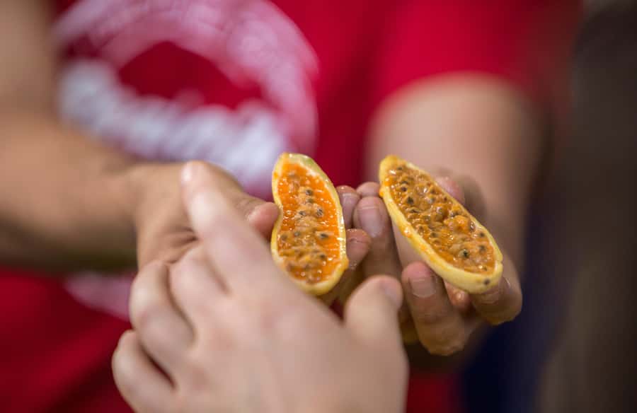 Medellín: Guided Exotic Fruits Tour - Price and value: $36 that’s mostly about access