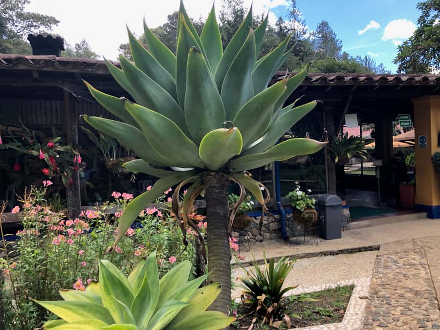 Medellín: Half-Day Private Colonial Towns Tour - San Antonio de Pereira: Spanish architecture and the feel of La Ceja