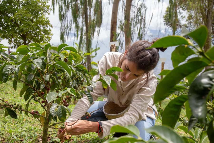 Medellin: Horseback Riding Coffee Farm Tour with Coffee Spa - The 35-minute horseback ride on an old muleteer path
