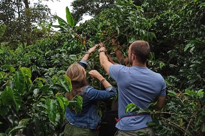 Private coffee tour near Medellín, from bean to cup. - Private Bean-to-Cup Coffee Day in Sabaneta (What Makes It Different)