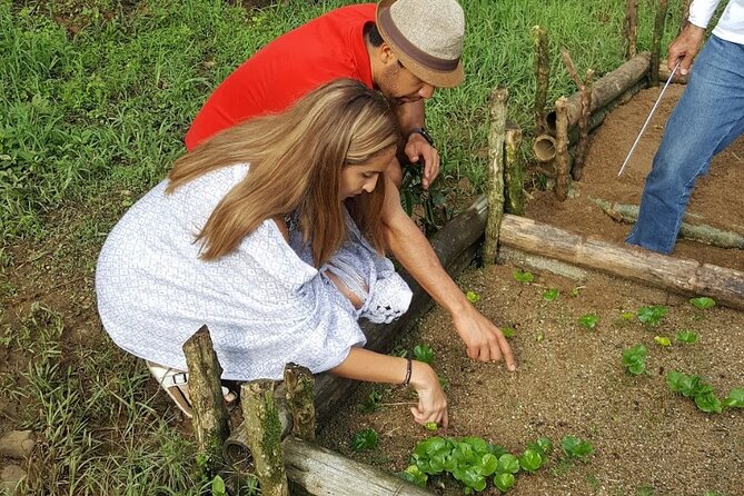 Private coffee tour near Medellín, from bean to cup. - Getting There From Medellín: Private Transport That Actually Helps