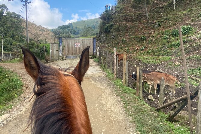 Scenic Horseback Riding in the Medellín Mountains - Safety, Comfort, and What to Wear (So You Don’t Regret It)