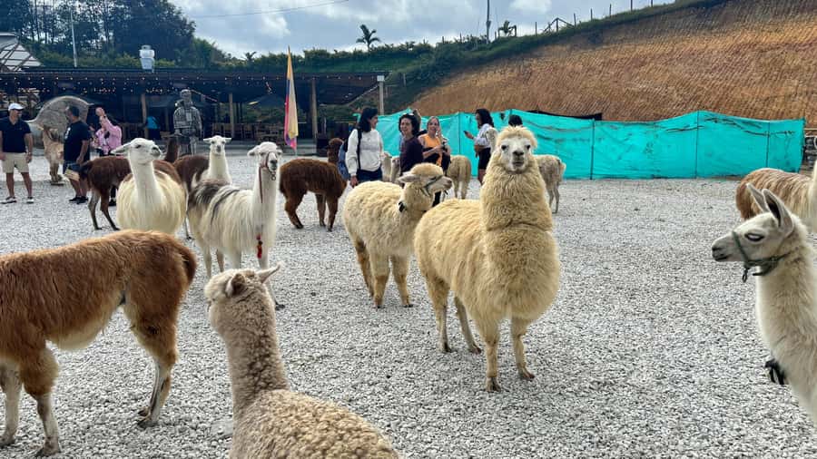 Tour Guatapé con visita a Granja de las Llamas y las Alpacas - The Peñol–Guatapé reservoir boat cruise (including the rumbero ride)