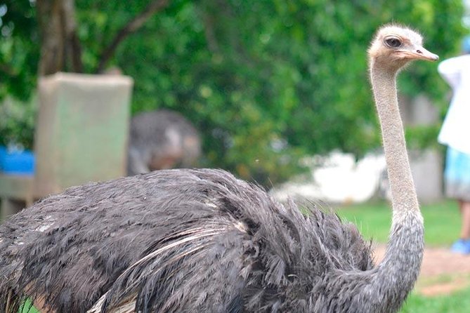 Tour to the Hacienda Nápoles Theme Park - Acuasaurus Water Park and the Splashy Attractions